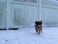 videos de Puggle's first snow
