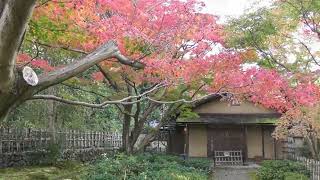 万博公園紅葉２０２２