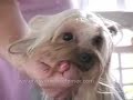 Yorkie Grooming Yorkie Grooming