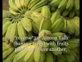 Surat Al-Waqiah 1-56-Muhammad Al-Luhaydan ???? ????????
