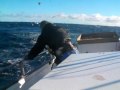 Bluefin Tuna Stand up Fight 208kg 巨大クロマグロ　スタンディングファイト