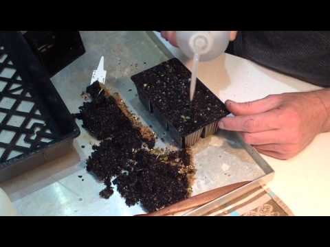 how to harvest echinacea leaves