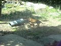 Tiger Cubs @ SfZoo