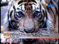 Kebun Binatang Terlibat Perdagangan Satwa?