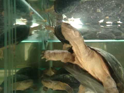 Pelusios castaneus feeding2