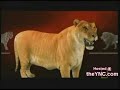 híbridos felinos