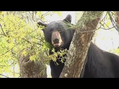 Ouch! Huge bear falls out of 30 foot (9 metre) tree