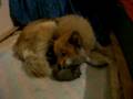 Eurasier Welpen 1 Tag alt