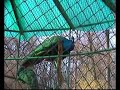 gradina zoologica Sibiu gradina zoologica Sibiu