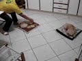 pipo