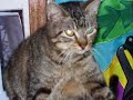 Fishing Cat purring and heartbeat (slideshow)