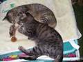 Fishing Cat purring and heartbeat (slideshow)