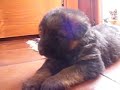 My little puppies