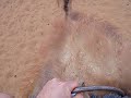 Up..Up..Up...Camels