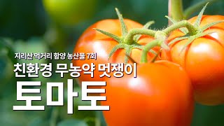 지리산 먹거리 함양 농산물 7회 토마토