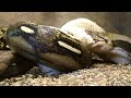 Little Rock Zoo python celebrates new name, eats a snack