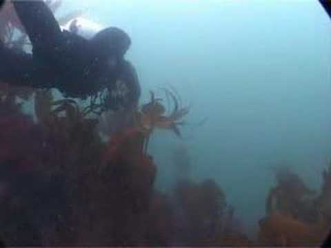 Scuba Diving in Pembrokeshire