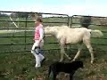 White Chocolate Morab Colt Cremello