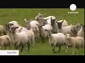 euronews   reporter   morning after effect of irish no