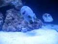 Feeding the Dogface Puffer
