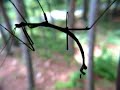Walking Stick Insect in Motion