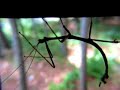 See Video