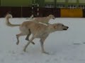 Salukis Running