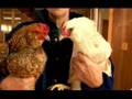 All About Chickens : The Difference Between Hens & Roosters