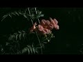 R&J Teaser HD