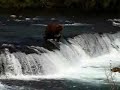 Salmon snagging Bear