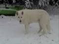 videos de Phelan -- Looking for a treat in the snow --- January 2008