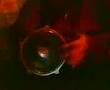 djümit-darbuka