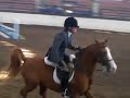 arab show, chestnut jumping arab show, chestnut jumping