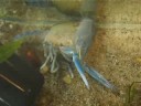 Anor�k, my lobster throw its shell