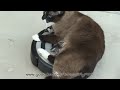 Roomba Drivers Cat VS. Baby Chick