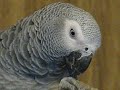 baby african gray for sale: says scoobiedoo and orders doofus teds pomeranian  around!