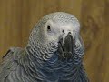 One-Year-Old Congo African Grey says:  \"Scoobiedoo!\", and orders Doofus, Ted\