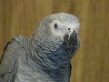 baby african gray for sale: says scoobiedoo and orders doofus teds pomeranian  around!