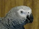 Amazing Talking One Year Old Congo African Gray! ©Karla K. Larsson