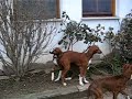 Azawakh Puppies