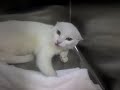 Cat Flips Out at the Vet