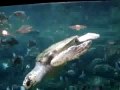 S.C.U.T.E.: South Carolina United Turtle Enthusiasts