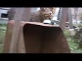 哀愁のピッピ♪ tsuneo vs pippi