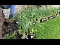 How to grow garlic in pots....A trial.