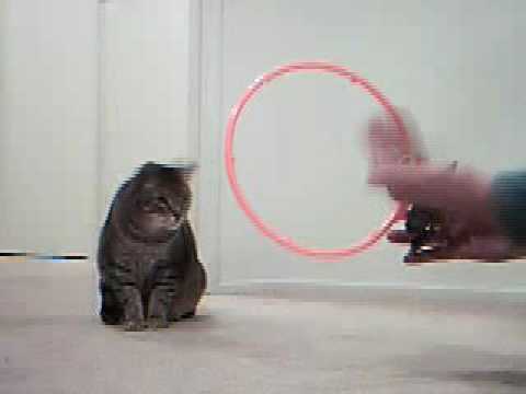 Satisfy the Cat, a.k.a. User-Centered Design