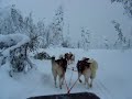 Lapland huskey deel II