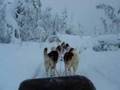 Lapland huskey deel II