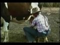 pillado follando vaca