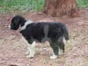 Ninhada Docinhos/ Border Collie/ Canil Pilbara OZ