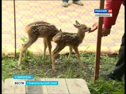 Бэби-бум зоопарк ГТРК Бэби-бум зоопарк ГТРК
